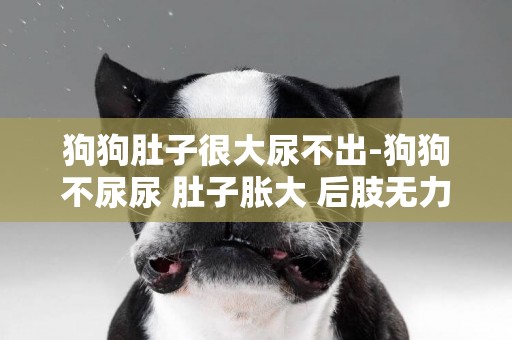 狗狗肚子很大尿不出-狗狗不尿尿 肚子脹大 后肢無力