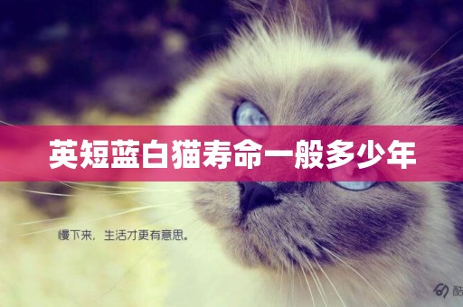 英短藍白貓壽命一般多少年