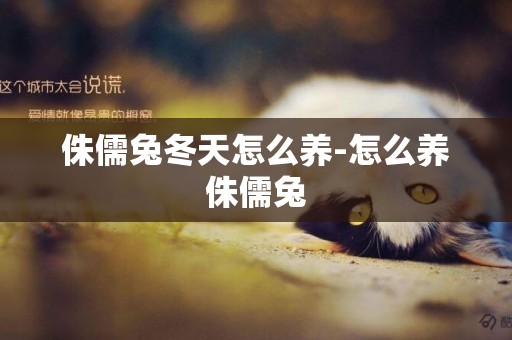 侏儒兔冬天怎么養-怎么養侏儒兔
