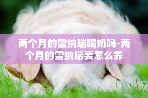 兩個月的雪納瑞喝奶嗎-兩個月的雪納瑞要怎么養