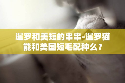 暹羅和美短的串串-暹羅貓能和美國短毛配種么？