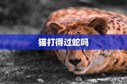 貓打得過蛇嗎