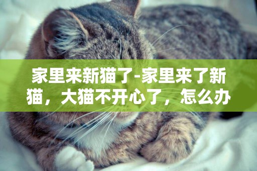 家里來新貓了-家里來了新貓，大貓不開心了，怎么辦
