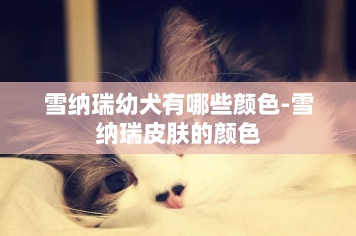 雪納瑞幼犬有哪些顏色-雪納瑞皮膚的顏色