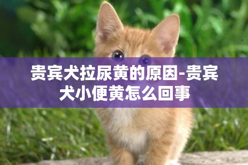 貴賓犬拉尿黃的原因-貴賓犬小便黃怎么回事