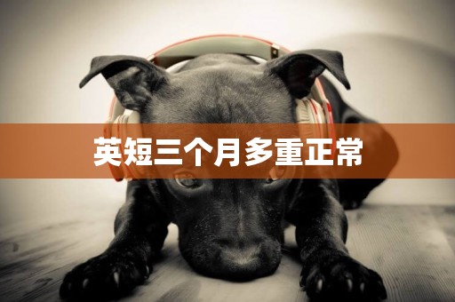 英短三個月多重正常