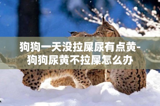 狗狗一天沒拉屎尿有點黃-狗狗尿黃不拉屎怎么辦