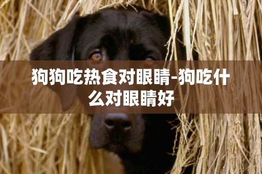 狗狗吃熱食對眼睛-狗吃什么對眼睛好