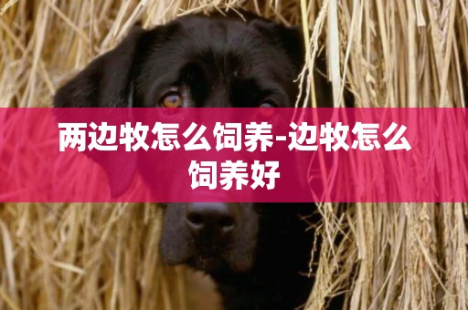 兩邊牧怎么飼養-邊牧怎么飼養好