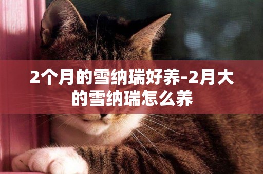 2個月的雪納瑞好養-2月大的雪納瑞怎么養