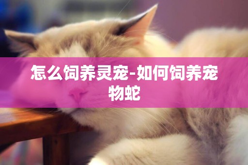 怎么飼養靈寵-如何飼養寵物蛇