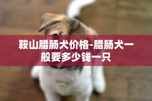 鞍山臘腸犬價格-臘腸犬一般要多少錢一只