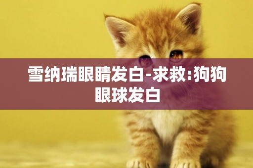 雪納瑞眼睛發白-求救:狗狗眼球發白