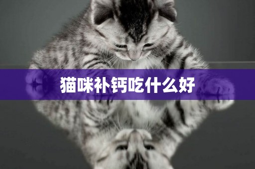 貓咪補鈣吃什么好