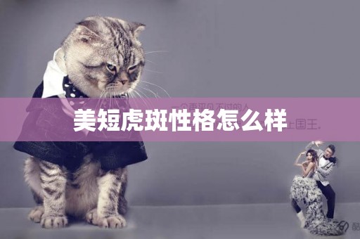 美短虎斑性格怎么樣