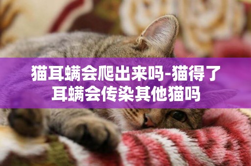 貓耳螨會爬出來嗎-貓得了耳螨會傳染其他貓嗎