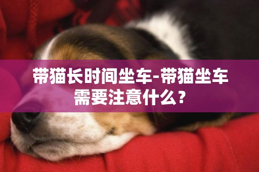 帶貓長時間坐車-帶貓坐車需要注意什么？