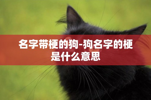 名字帶梗的狗-狗名字的梗是什么意思
