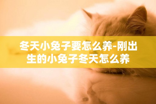 冬天小兔子要怎么養-剛出生的小兔子冬天怎么養