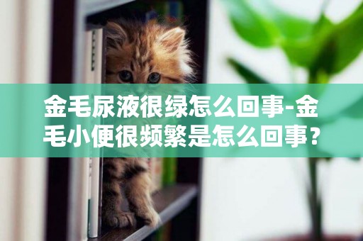 金毛尿液很綠怎么回事-金毛小便很頻繁是怎么回事？