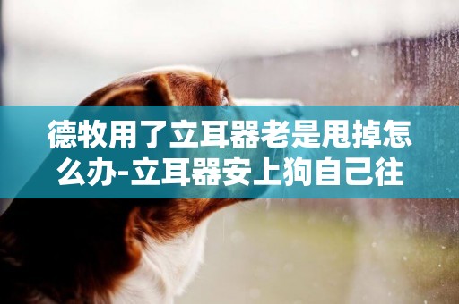 德牧用了立耳器老是甩掉怎么辦-立耳器安上狗自己往下扒怎么辦？