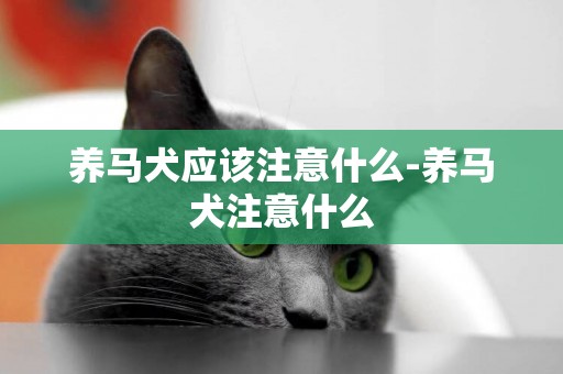 養馬犬應該注意什么-養馬犬注意什么