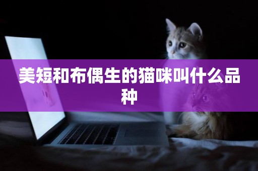 美短和布偶生的貓咪叫什么品種