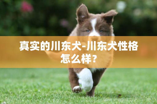 真實的川東犬-川東犬性格怎么樣？