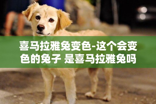 喜馬拉雅兔變色-這個會變色的兔子 是喜馬拉雅兔嗎？