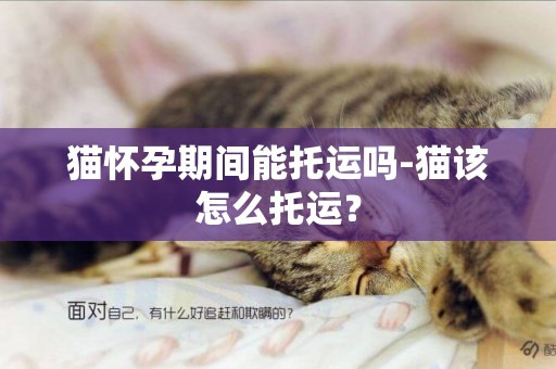 貓懷孕期間能托運嗎-貓該怎么托運？