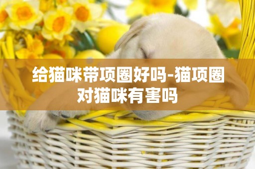 給貓咪帶項圈好嗎-貓項圈對貓咪有害嗎