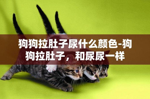狗狗拉肚子尿什么顏色-狗狗拉肚子，和尿尿一樣