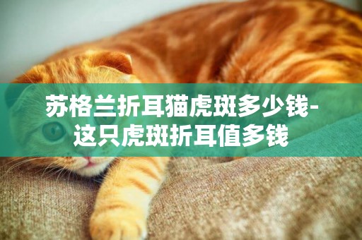 蘇格蘭折耳貓虎斑多少錢-這只虎斑折耳值多錢