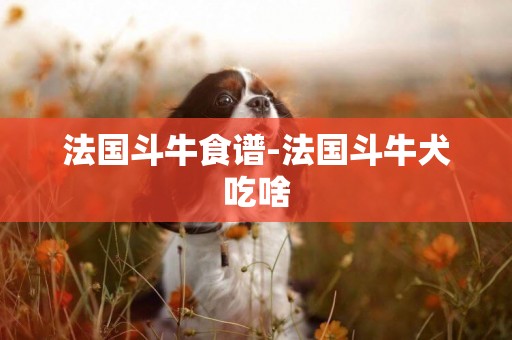 法國斗牛食譜-法國斗牛犬吃啥