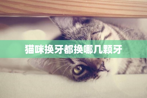 貓咪換牙都換哪幾顆牙