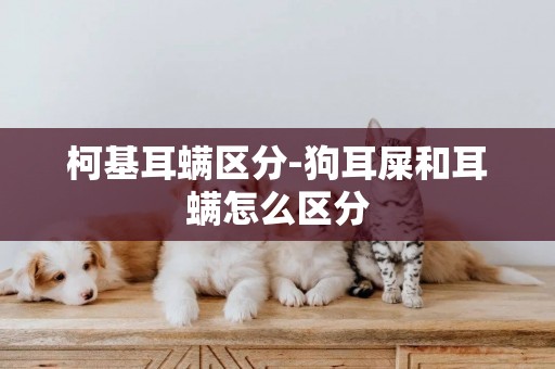 柯基耳螨區分-狗耳屎和耳螨怎么區分