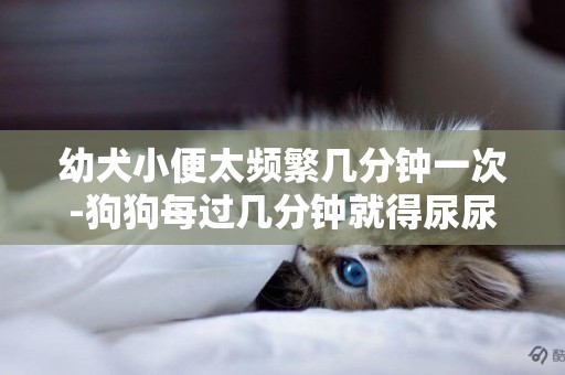 幼犬小便太頻繁幾分鐘一次-狗狗每過幾分鐘就得尿尿