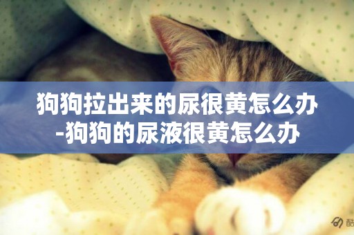狗狗拉出來的尿很黃怎么辦-狗狗的尿液很黃怎么辦