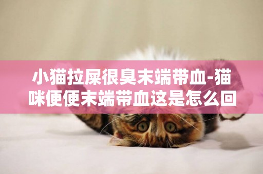 小貓拉屎很臭末端帶血-貓咪便便末端帶血這是怎么回事