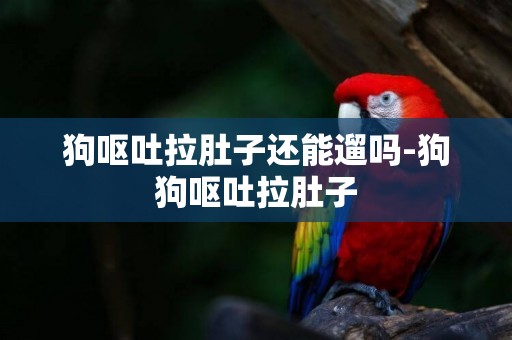 狗嘔吐拉肚子還能遛嗎-狗狗嘔吐拉肚子