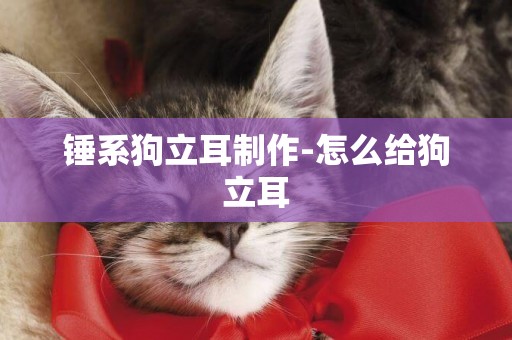 錘系狗立耳制作-怎么給狗立耳