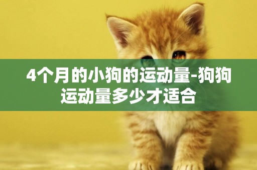 4個月的小狗的運動量-狗狗運動量多少才適合