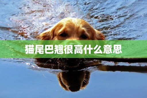 貓尾巴翹很高什么意思