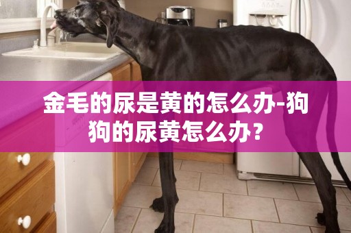 金毛的尿是黃的怎么辦-狗狗的尿黃怎么辦？