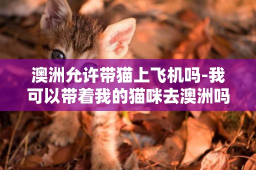 澳洲允許帶貓上飛機嗎-我可以帶著我的貓咪去澳洲嗎
