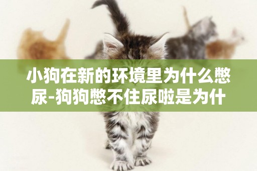 小狗在新的環境里為什么憋尿-狗狗憋不住尿啦是為什么