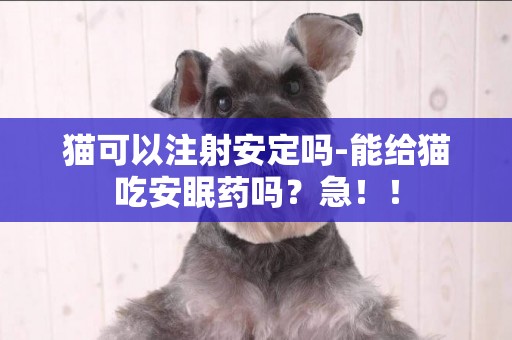 貓可以注射安定嗎-能給貓吃安眠藥嗎？急！！