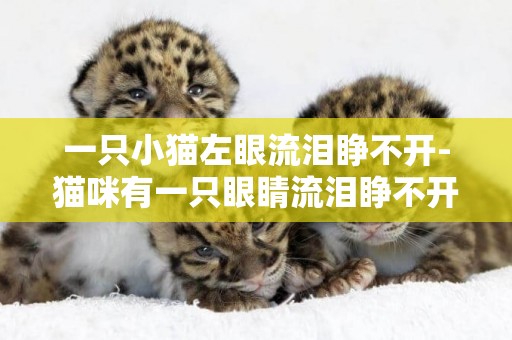 一只小貓左眼流淚睜不開-貓咪有一只眼睛流淚睜不開怎么辦