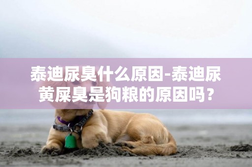 泰迪尿臭什么原因-泰迪尿黃屎臭是狗糧的原因嗎？
