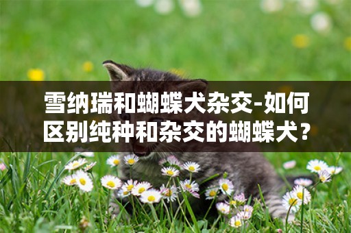 雪納瑞和蝴蝶犬雜交-如何區別純種和雜交的蝴蝶犬？